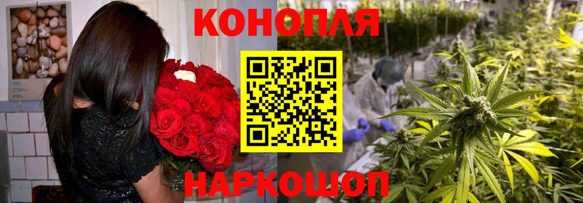 МАРИХУАНА сатива Россия